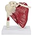 Muscle Shoulder Joint Model w/Patient Card