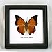 Thai Productz 9 x Framed Wall Decor Real Beautiful Butterfly Display Insect Taxidermy 5