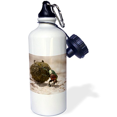 3dRose"Namibia, Etosha NP, Dung Beetle insect-AF31 PSO0122 Paul Souder's" Sports Water Bottle, 21 oz, White