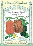 Butternut Squash â€˜Honey Nutâ€™
