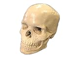 Fire Pit Skulls Large White (White)