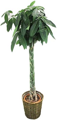 Amazon 祝花 鉢植え 観葉植物 パキラ 10号 人工観葉植物 オンライン通販