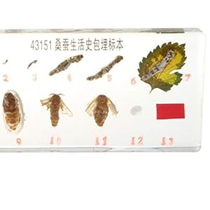 Homyl Esemplare di Animali Realistici Fermacarte di Giocattoli per La Crescita delle Piante per L'insegnamento della…