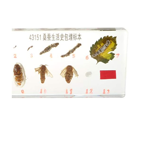 Homyl Esemplare di Animali Realistici Fermacarte di Giocattoli per La Crescita delle Piante per L'insegnamento della…