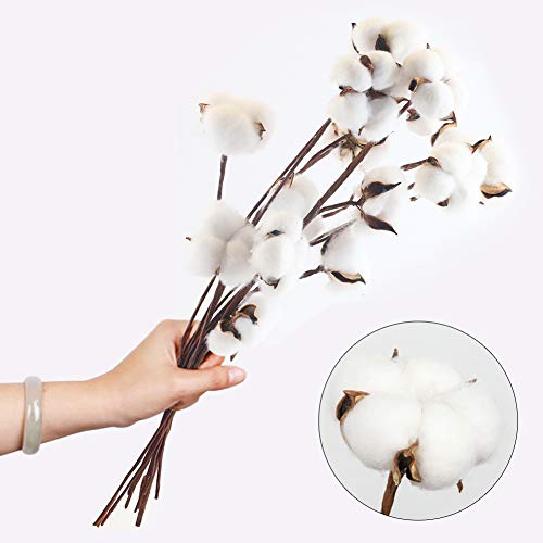 DomeStar Cotton Stems, Natural Dried Cotton 8 Packs Total 15 Bolls Cotton Sprigs Cotton Blooms Floral Stems for Vase Fillers