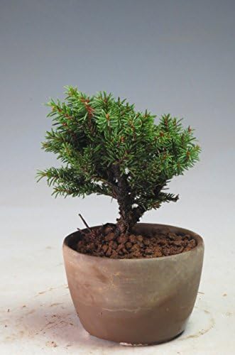 Amazon ミニ盆栽 白芽八房蝦夷松 エゾマツ の苗木 観葉植物 オンライン通販