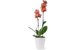 From You Flowers - Peachy Keen Orchid for Birthday, Anniversary, Get Well or Celebration