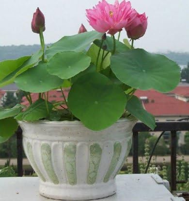 Amazon Com Mix Mini 5 Perennial Flowers Seeds Many Colors Lotus Seeds Teach You Plant The Lotus 12 Pieces Water Lily Seeds Garden Outdoor