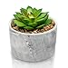 Porcelain Glossy Marble Vase + The Fake Potted Plants Stunningly Realistic Vibe┃Pre-Filled Fake Succulent Plants in Pot┃Fake Desk Plant is Perfect for Sprucing Up The Bathroom