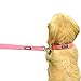Downtown Pet Supply Deluxe Dog Collar - Padded Adjustable Dog Collar with Metal Buckle & D-Ring - Machine Washable & Water Resistant Thick Dog Collar - Purple - L - Large Dog Collar