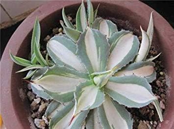 Amazon Co Jp 0pcsの バッグリュウゼツランレア多肉植物バルコニーの花サボテン観葉植物diyホームガーデンバラエティコンプリート60 12 ホーム キッチン