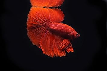 Amazon Sinbad シンドバッド ベタ ハーフムーン 赤系 オス １匹 生体 Sinbad シンドバッド 観賞魚 水中生物 通販