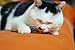 CatTwig Organic Silver Vine Catnip Alternative Stick Toy, Pack of 6