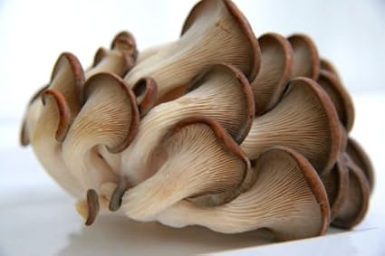 pleurotus australis spores spawn mycelium