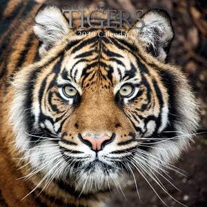 Calendrier Tigre Tigre Blanc Animaux D Afrique Sg Un Agenda De Poche Offert Amazon Fr Fournitures De Bureau Calendrier Tigre Tigre Blanc Animaux D Afrique Sg Un Agenda De Poche Offert Amazon Fr Fournitures De Bureau