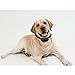 Zacro Dog No Bark Collar for Bark Control with 7 Levels Adjustable Sensitivity Control, Electric Anti-Bark Shock Collar for Dogs, 15-120 lb