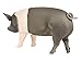 Safari Ltd. Hampshire Pig Figurine - Detailed 4.25