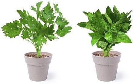 Kit of 2 Mini Biodegradable pots of Parsley and Mint to Grow at Home with Children. Mini Urban and Ecological Garden, Natural Cultivation kit, with Seeds and Earth, Biodegradable Flowerpots.