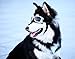 PETLESO Dog Goggles Large Breed, Dog Sunglasses for Medium Large Breed UV Protection Dog Goggles, Square