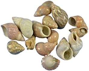 Brown Littorina Shells for Crafts .375-.75" 1 Gallon, Bulk Seashells, Bag of Sea Shells