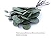 Faux Silver Dollar Eucalyptus | 8 Stems | Artificial Classic Silk Greenery Leaves for Floral Arrangement