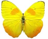Framed Orange-Barred Sulphur Butterfly Riker Mount (6