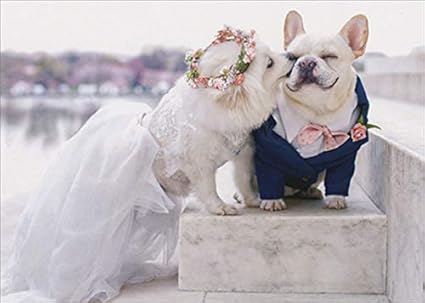 Amazon Avanti Press 大理石の上の犬 ステップス かわいいフレンチブルドッグ 結婚式 おめでとうカード グリーティングカード 文房具 オフィス用品