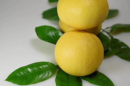 Duncan Grapefruit Tree, White Citrus (Excludes: CA,TX,LA,AZ)