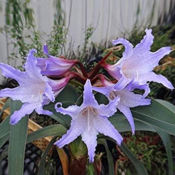 Amazon Co Jp レアパープルアマリリスrutilum色アマリリス種子種子種子の23種類のdiyホームガーデン100個の粒子 ロット ホーム キッチン