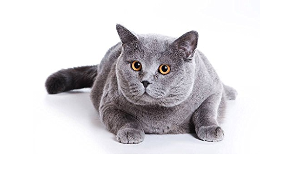 Amazon.com: FHYGJD - Póster de tela, diseño de gato gordo gris 