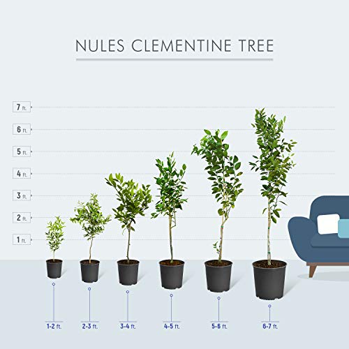 Brighter Blooms Nules Clementine Dwarf Fruit Tree Large Trees Grow Delicious Clementine