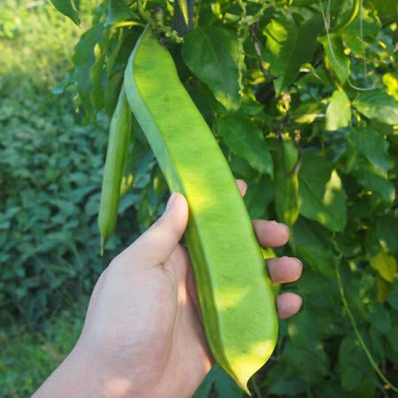 Organic Sword Bean Tea, 刀豆, 유기농 작두콩차 100g (3.5oz) from Korea 100% - Thumbnail 2