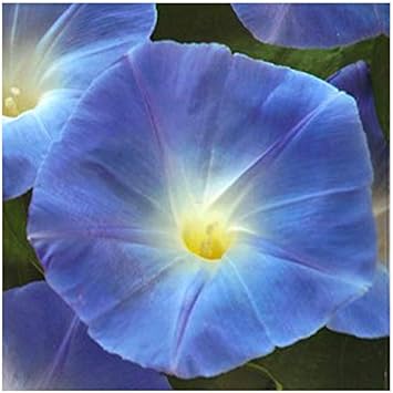 Amazon 西洋 朝顔 ヘブンリーブルー 9cmポット苗 花