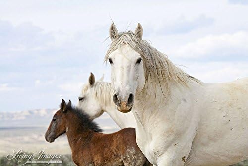The Spanish Stallion and His Family - Fine Art Wild Horse Print - Adobe Town - Wild Horse
