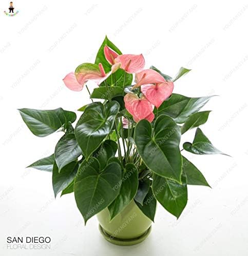 MAPPLEGREEN Big Sale 50pcs Flower Plants Anthurium Andraeanu plantas Balcony Potted DIY Planting Anthurium Bonsai for Home Garden Dark Khaki