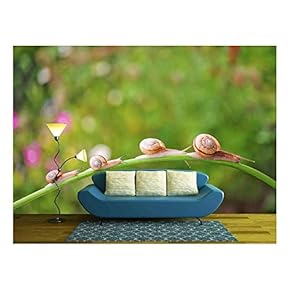 Snail - Removable Wall Mural | Self-Adhesive Large Wallpaper - 66x96 inches