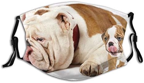 $200 english bulldog puppies