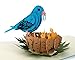 CUTPOPUP BlueBird Pop Up Card, Mothers Day Card, Fathers Day Card Pop Up, Birthday 3D Greeting Card for Grandpa, Dad, Husband, Son