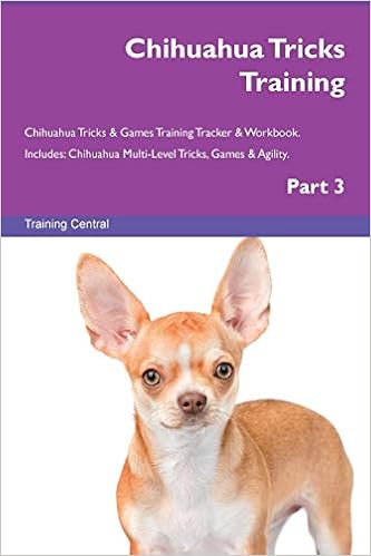 chihuahua agility training