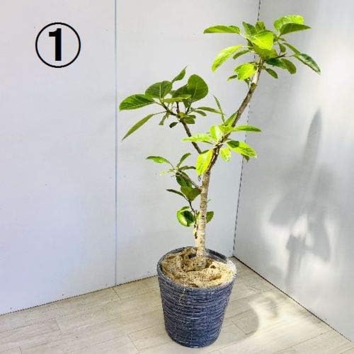 おしゃれ 観葉植物 フィカス アルテシーマ カバー付き 麻布付き 大型佐川急便配送 現品1