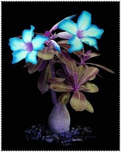 Shopvise 2 Pcs/Bag Blue Desert Rose Flower Adenium Obesum Flower Double Petals Potted Plant for Home Garden 100% True: 14