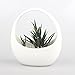 NCYP 6.3 inches White Hanging Ceramic Planter Modern Vintage Indoor Outdoor Vertical Garden Wall Decor Flower Pot Cute Container Display Holder for Succulent Air Plants, No Plants Included