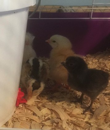 50 Pack - Make Your Own Waterer Kit - Horizontal Side Mount Chicken Nipples + Installation Piece