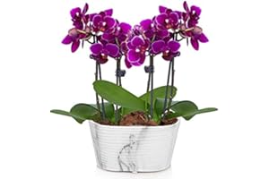 From You Flowers - Picturesque Purple Mini Orchid for Birthday, Anniversary, Get Well or Celebration