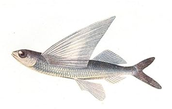 411aWeYW1nL._SX355_.jpg