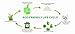 Unni ASTM6400 Certified 100% Compostable Bags, 2.6 Gallon, 200 count, Extra Thick 0.71 Mils, Small Kitchen Trash Bag,Biodegradable Food Scraps Yard Waste Bag, US BPI and European VINCOTTE Certificated