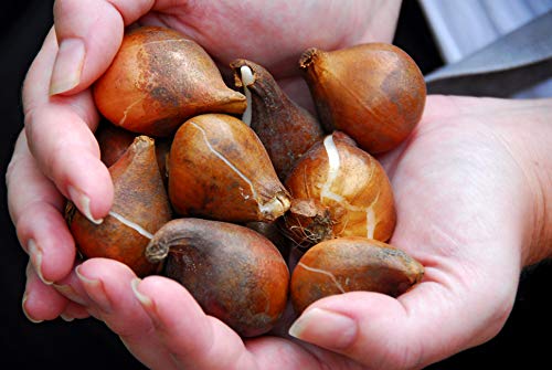 Extra Large Bulb Size - 50 Dutch Grown Tulip Bulbs - Mid-Spring Flowering - Fall Planting - Triumph Tulip - Mixed Colours - Image 3