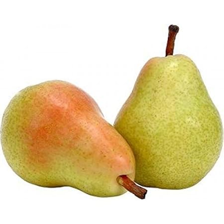 National Gardens Indian Pear Fruit Seeds (Pack of 2)