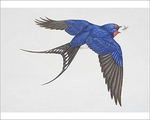 Amazon Com Media Storehouse 10x8 Print Of Hirundo Rustica Barn