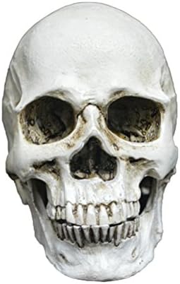 EBTOYS Replica Realistic Human Skull Head Bone Model with Removable Teeth Halloween Costumes Hounted House Scary Creepy Prop Masquerade Decoration